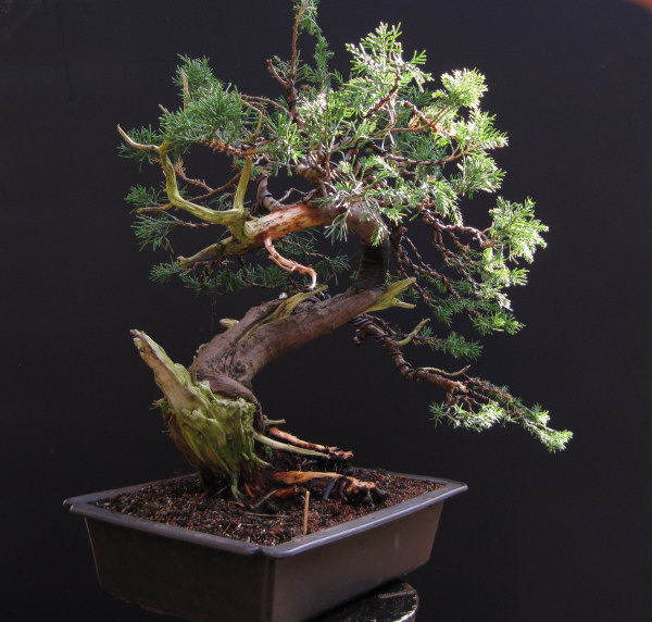 juniper bonsai